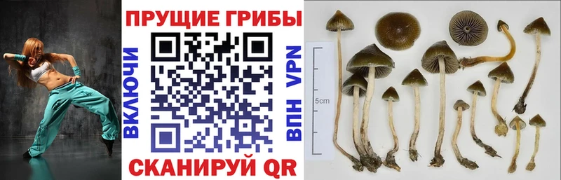 Галлюциногенные грибы мицелий гидра ссылки Пустошка